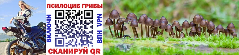 Псилоцибиновые грибы Psilocybe  дарнет шоп  Неман 